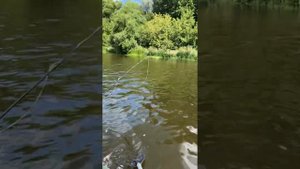 Нахлыст в Подмосковье 2023