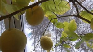 Измеряю огромные шипы у домашнего лимона!