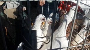 Продажа!!! Доминиканы, бельгийские, венские голуби.