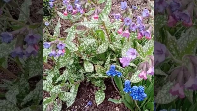 Самые красивые и долгожданные цветы в саду -первоцветы???#Shorts#flowersgarden#садвцветах