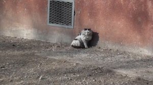 Закон о выгуле собак. Уссурийск. Администрация