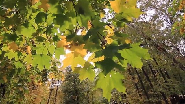 СТАРЫЙ КЛЁН Исполняет Елена Саларёва смотреть онлайн