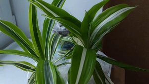 Драцена широколистная.