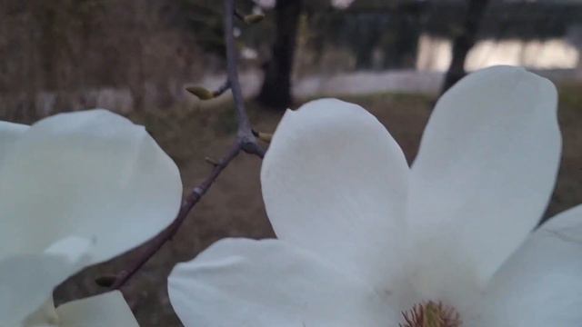 Цветение сакуры и магнолии смотреть онлайн