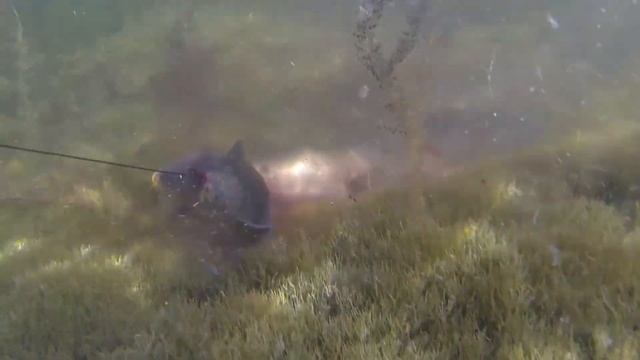 ОГРОМНЫЙ ЗМЕЕГОЛОВ смотреть онлайн