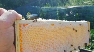 Что такое печатка? печатка пчелы породы " Карпатка. Линия 77." Лен.обл.