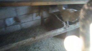 Рябушка для кур несушек. Тривитамин П. Восстановление яйценоскости у кур.17.03.2019.