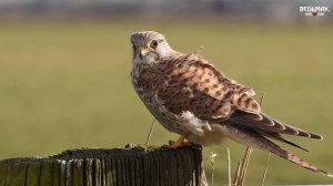 ? Хрустальный череп | Ворон Йеннифер | Ведьмак 3