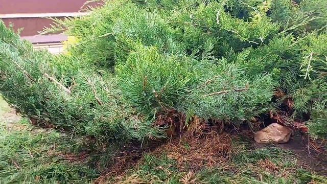 Стригу хвойные зоны-туи, можжевельники. смотреть онлайн