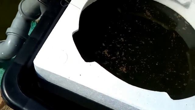 Кормлю Африканского малька сома смотреть онлайн