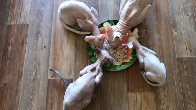 Завтрак моих Сфинксов? #котики #сфинксы