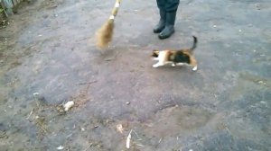 Кошка ловит мышь