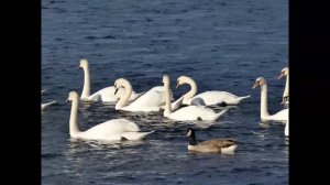 Песня Звездочка моя ясная - поет Сергей Штепа