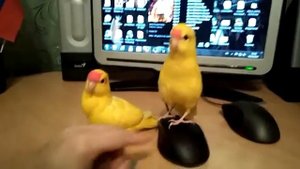 Ручные птенцы какарики