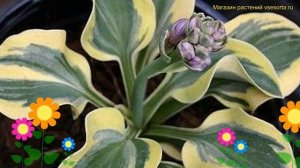 Хоста гибридная Лаки Маус. Краткий обзор, описание характеристик hosta hybr. Lucky Mouse