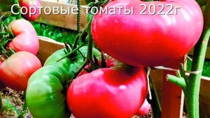 Когда томаты гибриды необходимы.