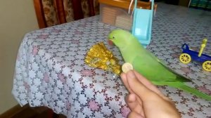 Ожереловый попугай выполняет команды:ω