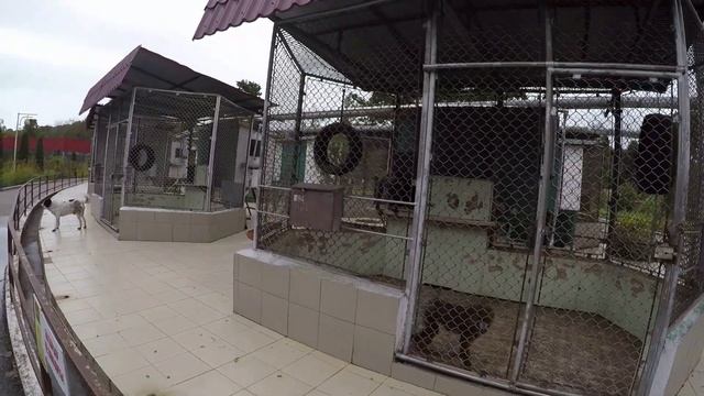 Адлерский Обезьяний Питомник смотреть онлайн