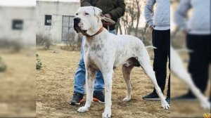 Питбуль или Булли Кутта: Серьёзная Схватка. КТО ПОБЕДИТ?