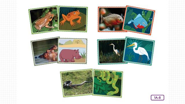 Animal Classification: Classifying Animals by Characteristics смотреть онлайн