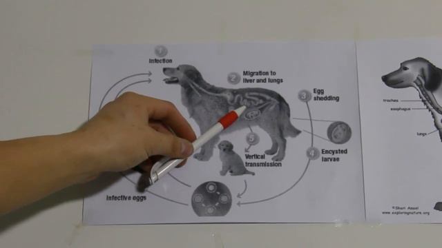 Нохойн цагаан хорхой ( Toxocara Canis) смотреть онлайн