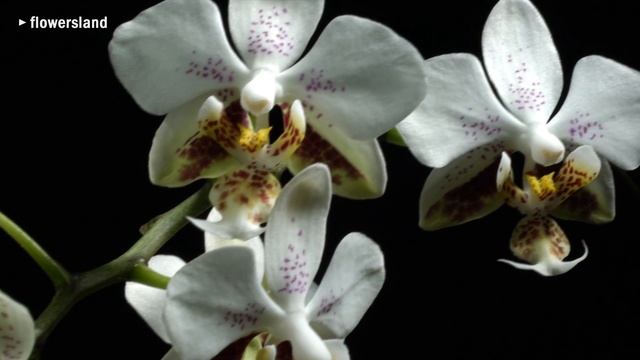 Орхидея Phalaenopsis stuartiana 'Sogo' смотреть онлайн