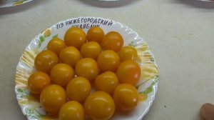 ТОМАТ "НИЖЕГОРОДСКИЙ КУДЯБЛИК". №719. ДЕГУСТАЦИЯ. Ольга Чернова.