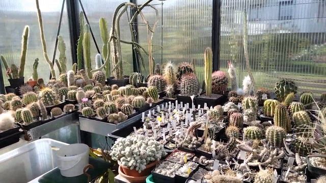 Обзор комнатных растений.Цветение офтальмофиллумов и литопсов.Dinteranthus.Lithops.Conophytum.