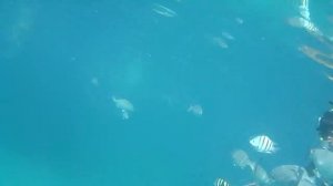 Снорклинг в Варадеро, Куба