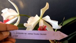 Laelia purpurata carnea 'Exotic orchids x self'