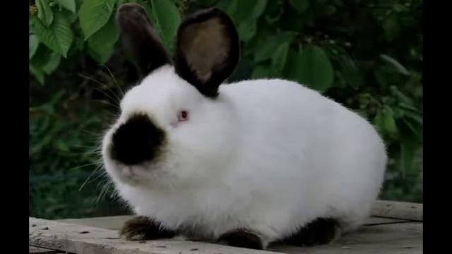 Калифорнийская порода кроликов смотреть онлайн