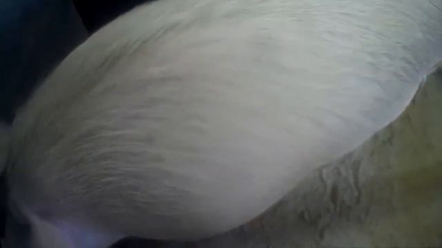 ИГРУШКИ ДЛЯ ПОРОСЯТ. смотреть онлайн