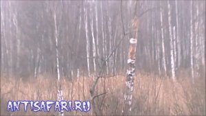 Охота на лося с подхода 1