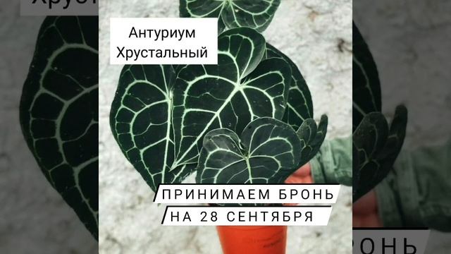 Антуриум Хрустальный по очень хорошей цене смотреть онлайн