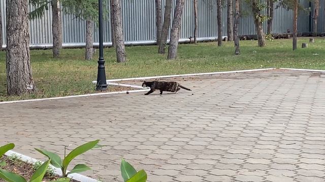 Dumer VLOG/Разврат/Пьянство/Костанай смотреть онлайн