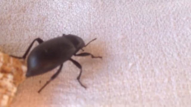 Жук Олень !!! Занесён в красную книгу !! смотреть онлайн