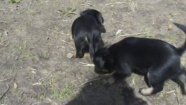 Щеночки малого брабансона ищут любящих мам и пап