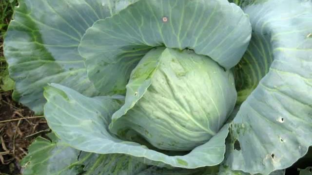 Яблоня в шоколаде. Осенние дела на даче смотреть онлайн