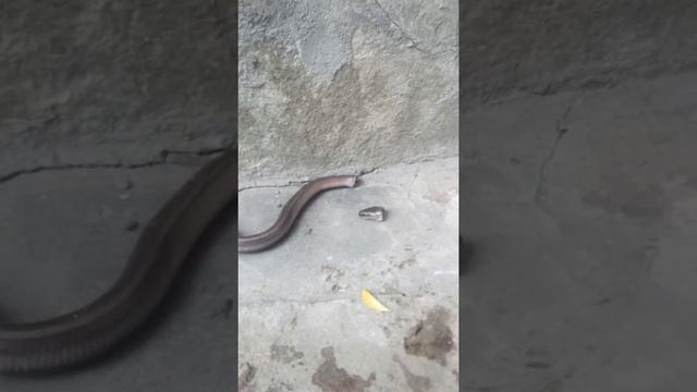 ШОК! МЁРТВОЕ ТЕЛО ЗМЕИ БЕЗ ГОЛОВЫ ДВИГАЕТЬСЯ! смотреть онлайн