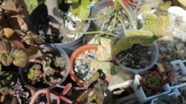 Новые суккуленты и кактусы. Полный обзор всей моей коллекции суккулентов. Июнь 2023. смотреть онлайн