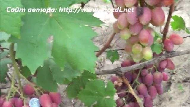 Сорт винограда: Анжелика