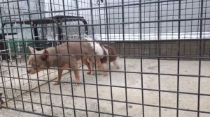 CHIHUAHUA MATING | BREEDING SMALLEST DOGS