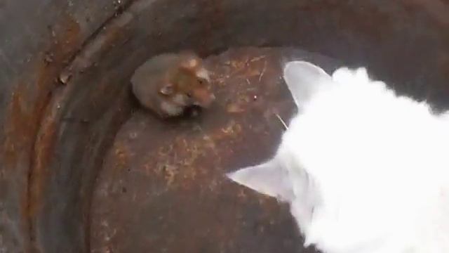 Бой с котом и крысы смотреть онлайн