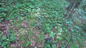 УЖАСНУЛСЯ КОГДА ЗАШЁЛ В ЛЕС! ОНИ ЕДЯТ ЧЕЛОВЕКА ЖИВЬЁМ! Коп с мд Gold Hunter Frogman B75