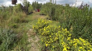 САМАЯ ДОЛГОЦВЕТУЩАЯ, НЕПРИХОТЛИВАЯ ЖИВАЯ ИЗГОРОДЬ!!!  лапчатка Голдфингер