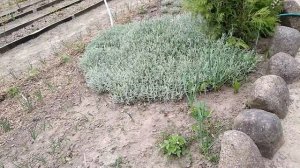 Почвопокровные растения вместо мульчи