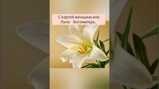 Значение карты Лилии / Ленорман