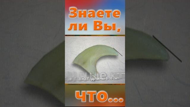 Знаете ли Вы, Что? Лапы тигра