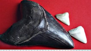 Детям про животных МЕГАЛОДОН Акула Монстр Морские Животные для Детей   Видео для детей Lion Boy