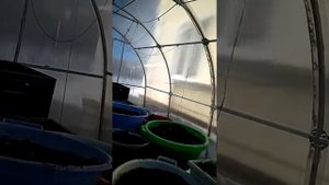 Выращивание рассады цветов в неотапливаемой теплице